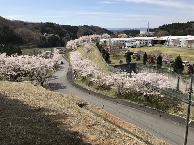 福島工場　桜咲く